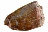 Fossil Phytosaur (Redondasaurus) Tooth - New Mexico #284294-1